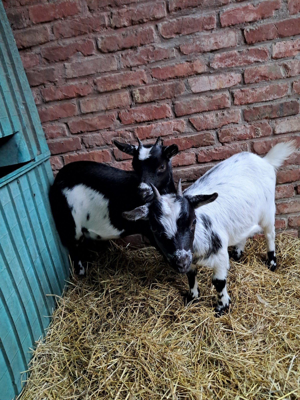 jonge dwerggeitjes  miekes