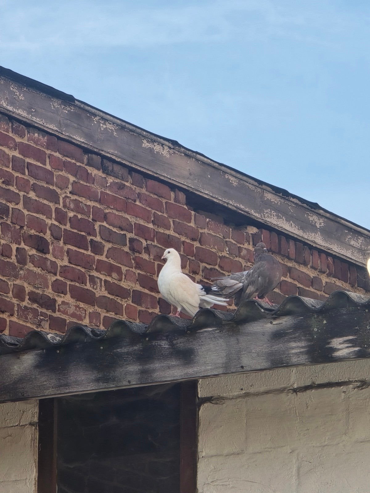 duiven, Dieren en Toebehoren, Vogels | Duiven