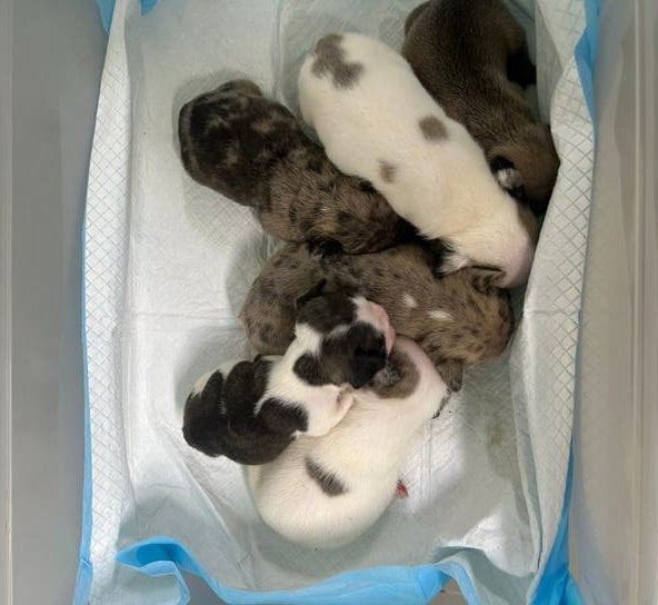 Franse bulldog ouders aanwezig, België, Particulier, 8 tot 15 weken, Bulldog