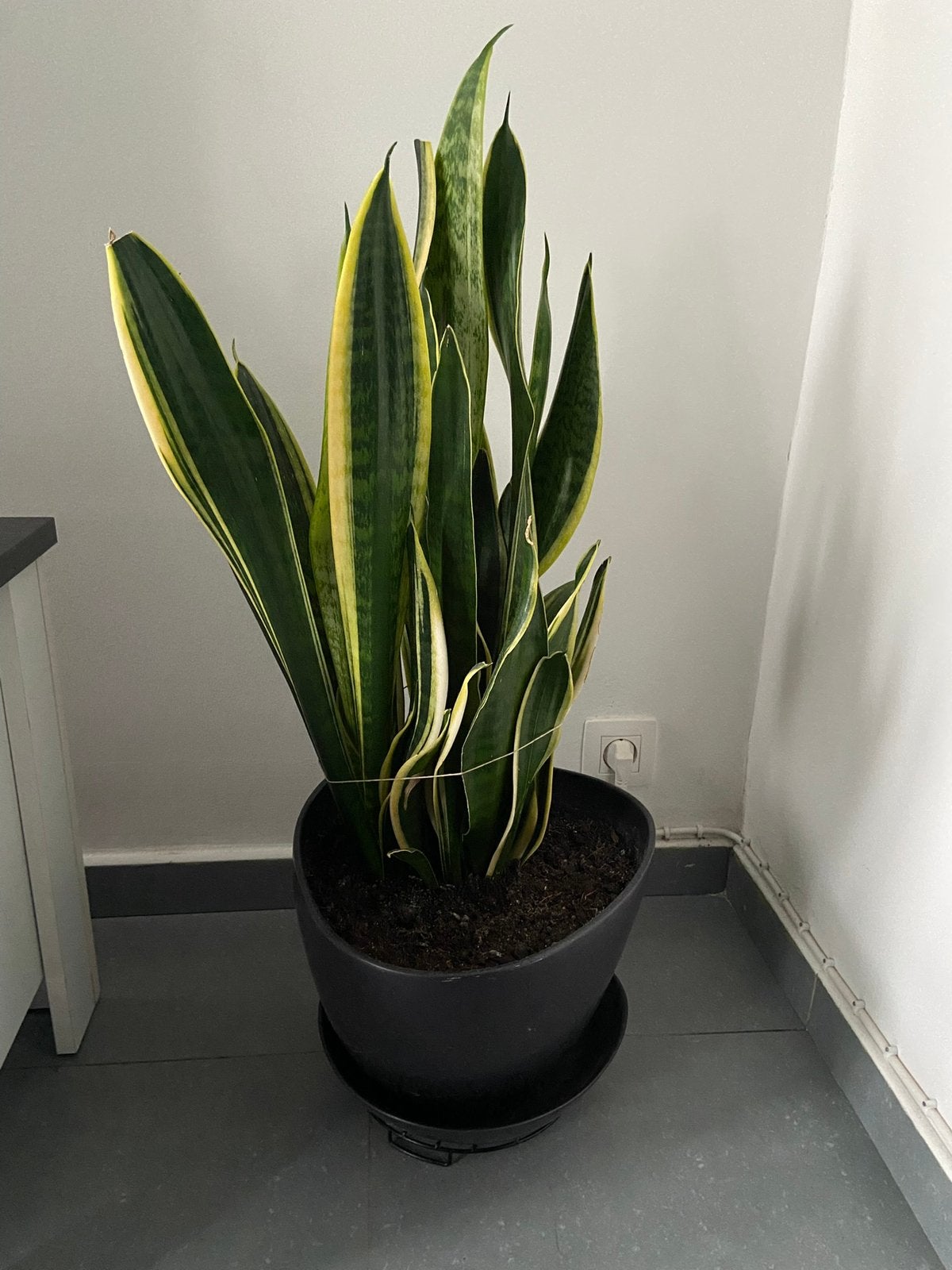Sanseveria, Enlèvement