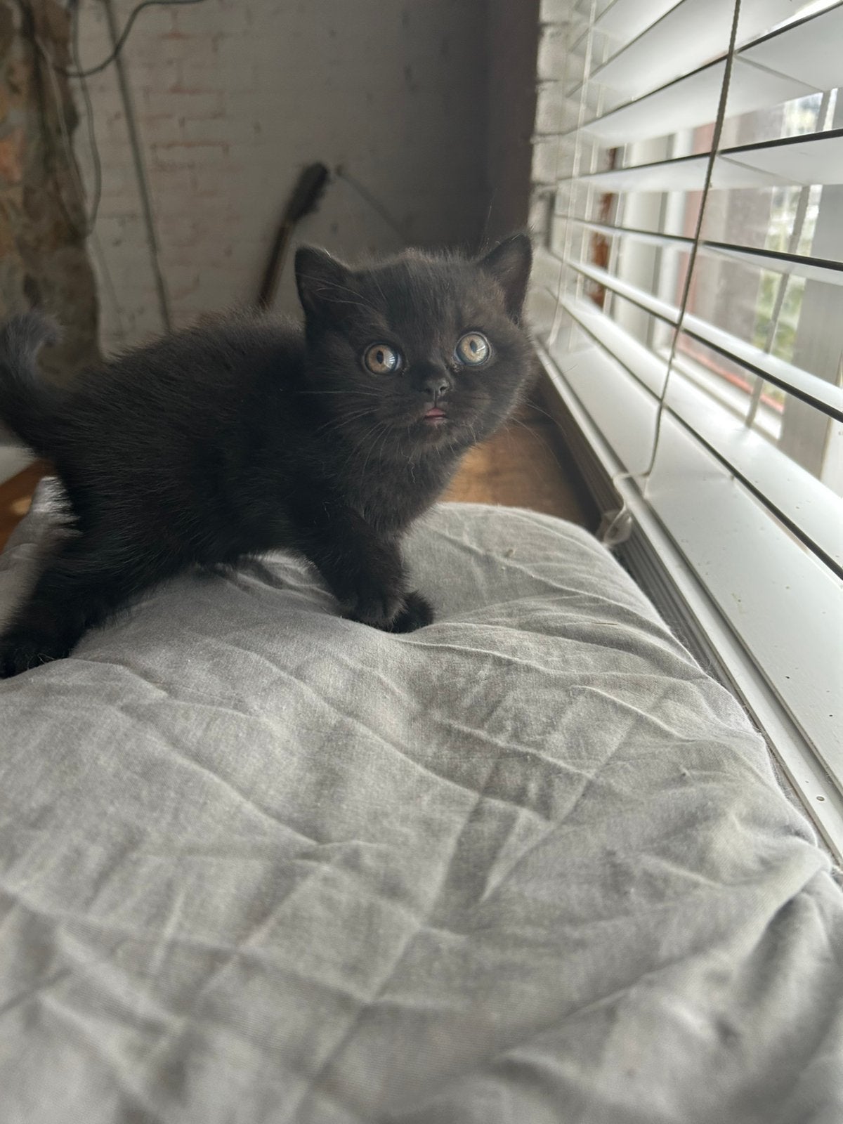 3 prachtige britse korthaar kittens met stamboom, 0 tot 2 jaar