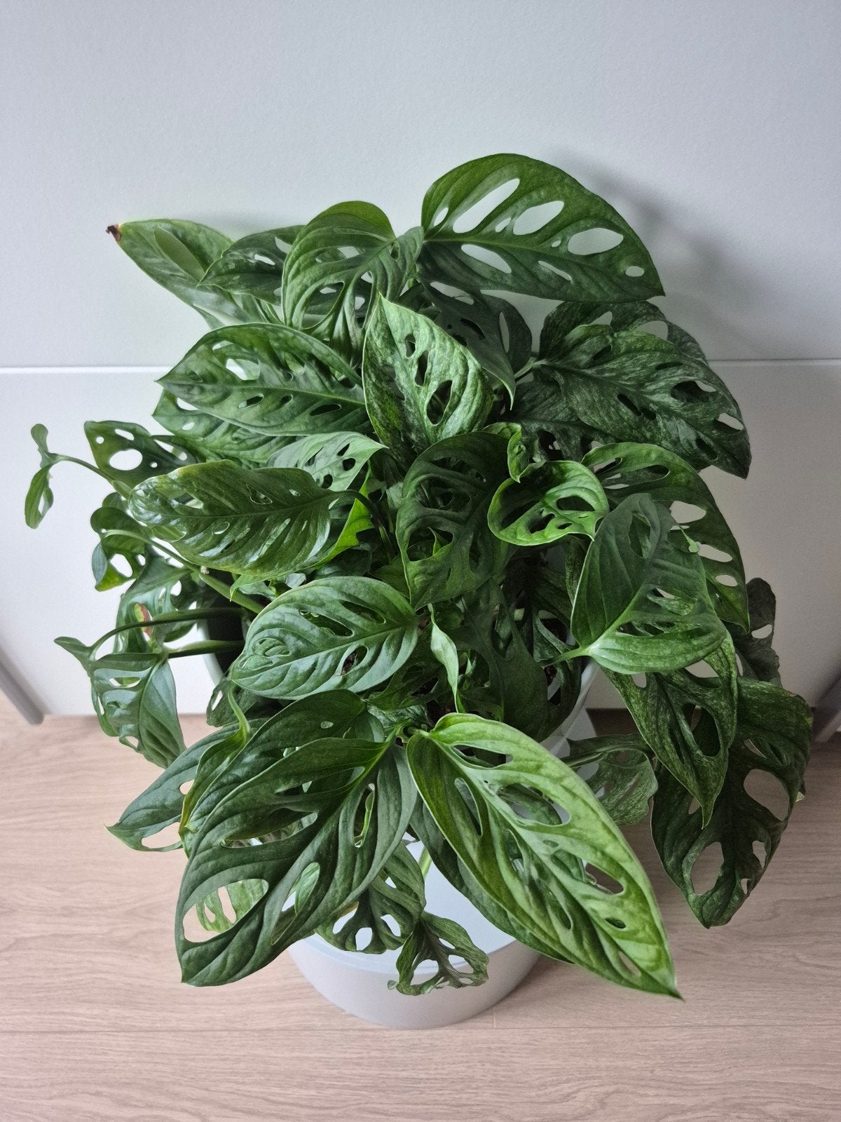 Monstera adansonii mint variegated, Enlèvement