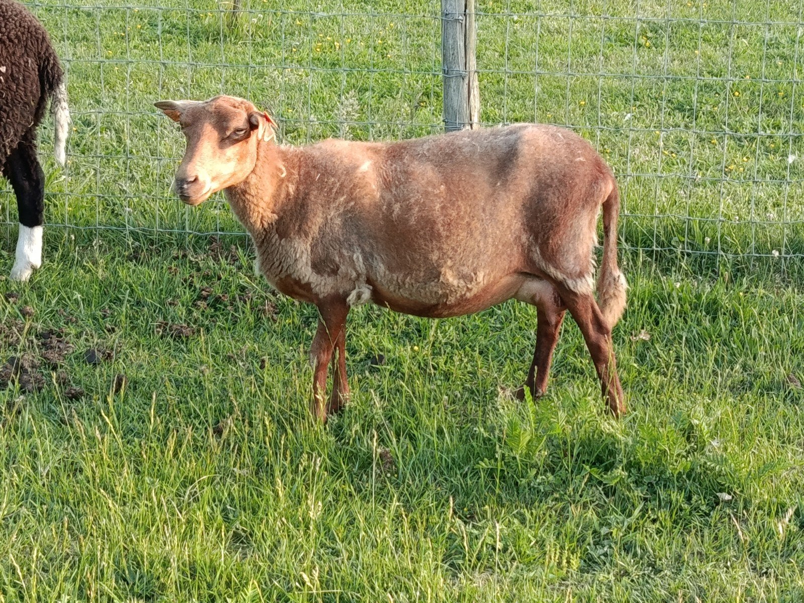 Ardense voskop ooi, Dieren en Toebehoren, Schapen, Geiten en Varkens