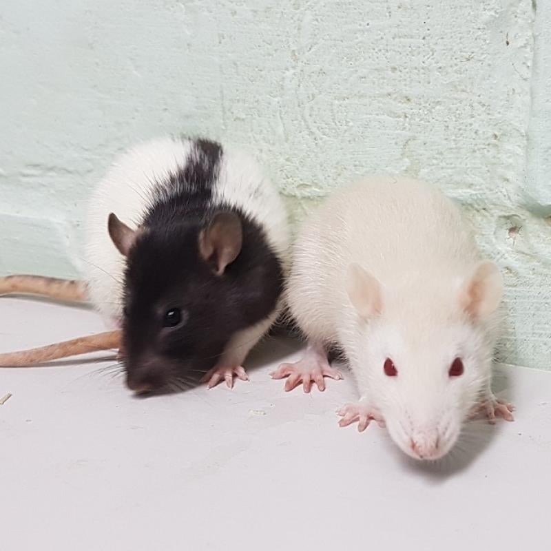 Tamme ratjes, Dieren en Toebehoren, Knaagdieren, Februari