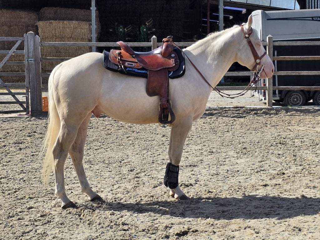 Quarter horse ruin 6 jaar, Dieren en Toebehoren, Minder dan 160 cm, Met stamboom, Ruin, 3 tot 6 jaar