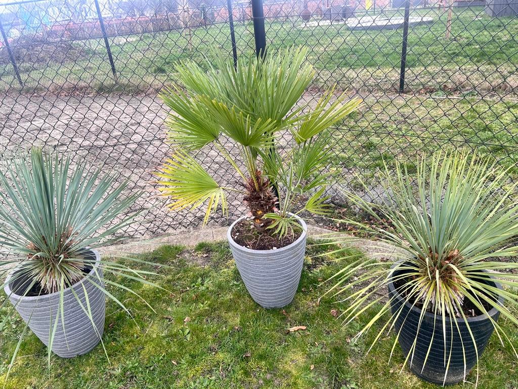 Planten, Ophalen, Winter