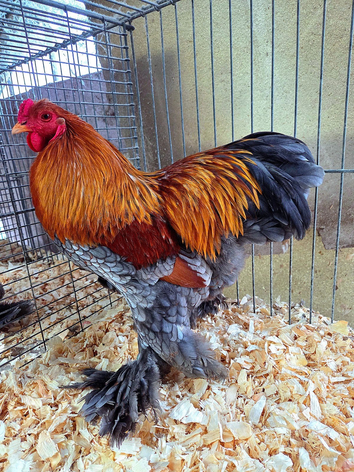 Brahma kriel hanen, Mannelijk, Kip