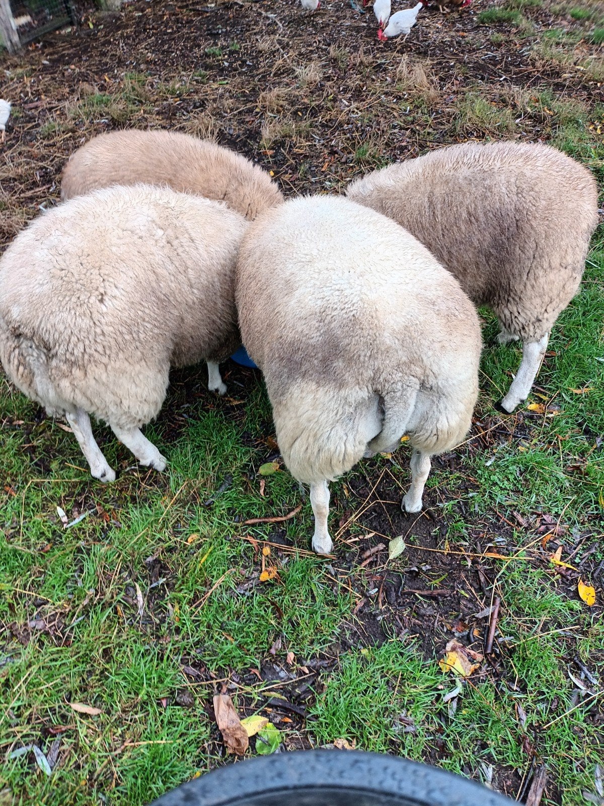 schapen, Animaux & Accessoires