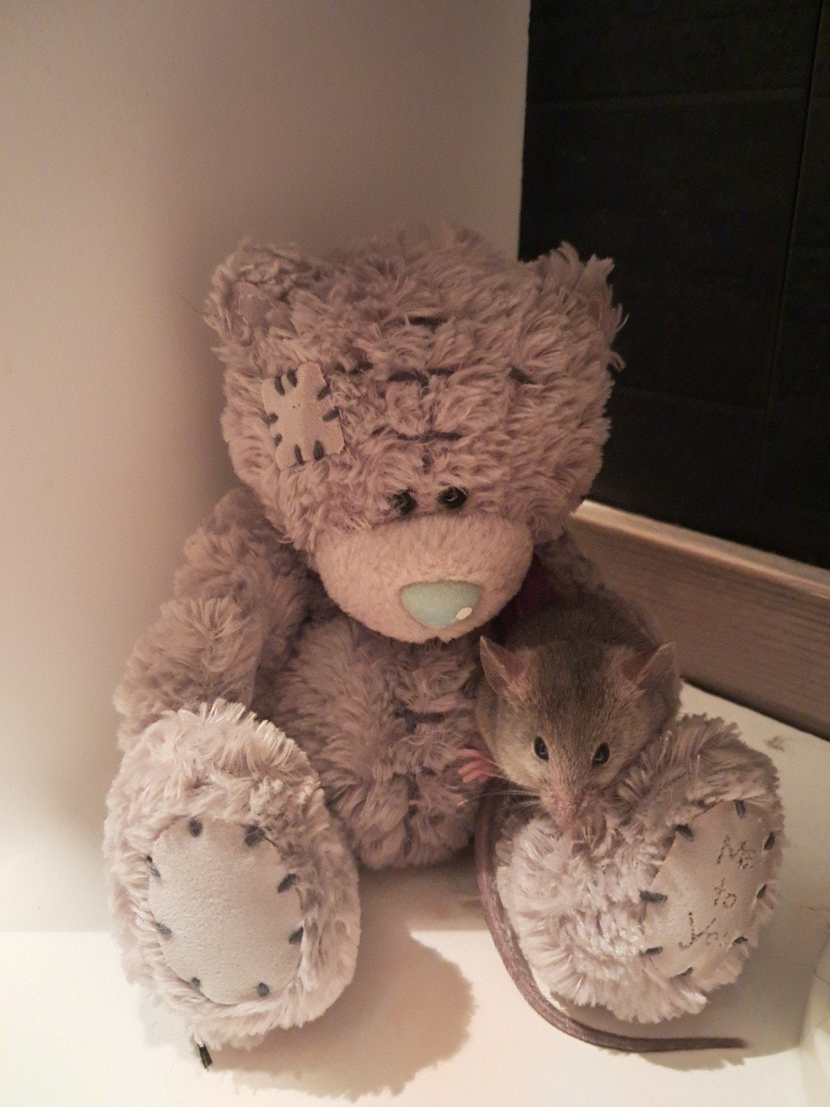 Lieve kleurmuisjes zoeken een nieuw thuis, Juli, Meerdere dieren, Muis