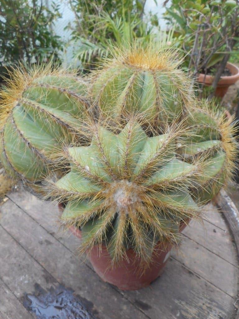 Planten, Tuin en Terras, Overige soorten, Volle zon, Vaste plant, Ophalen of Verzenden