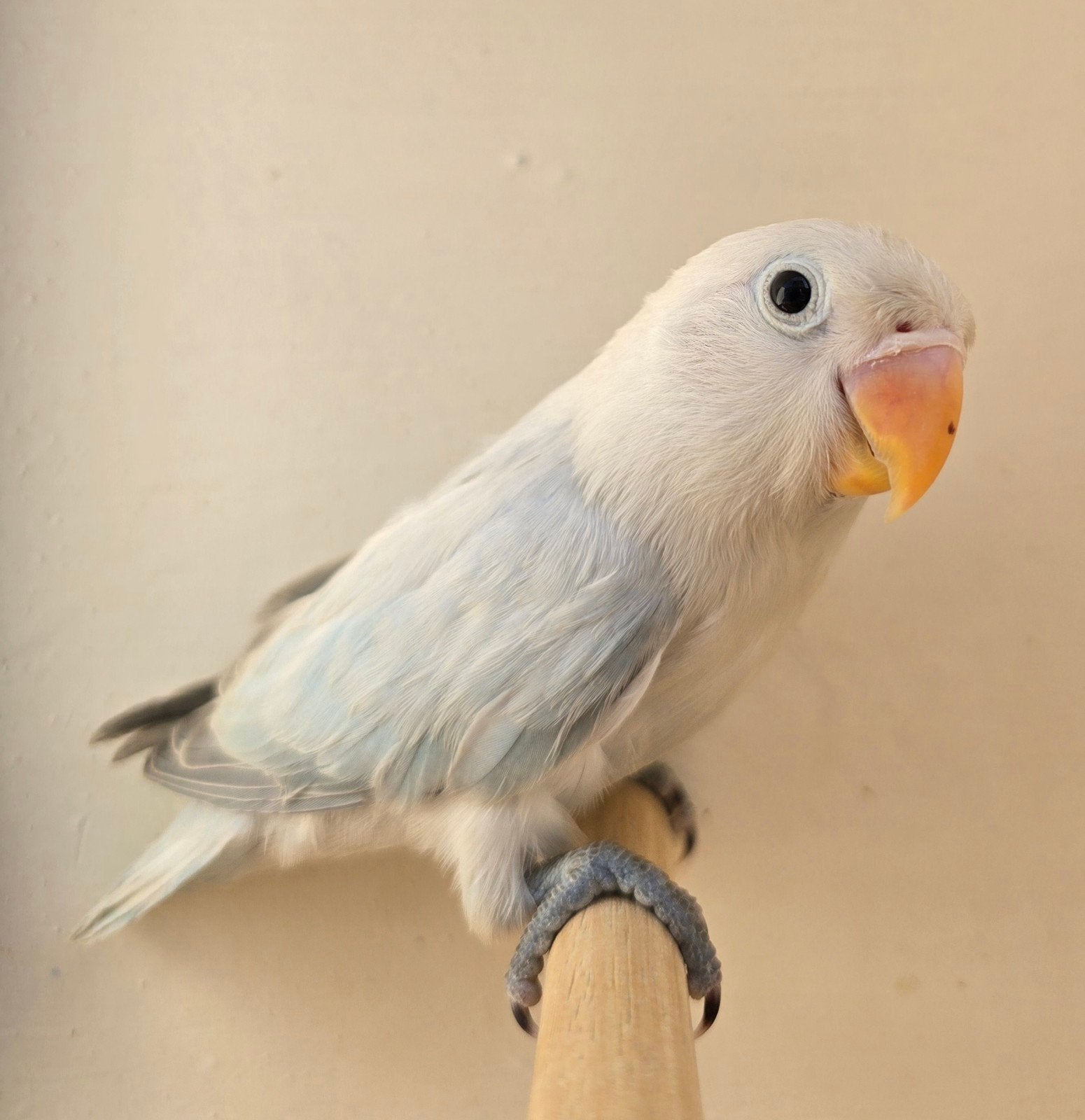 Euwing Opaline Dilute Blauw Pop 2026, Femelle, Perroquet nain ou Inséparable, Bagué