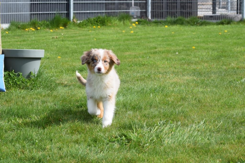 Australische herder pups of Aussi, Dieren en Toebehoren, België, 15 weken tot 1 jaar, Meerdere, Meerdere dieren
