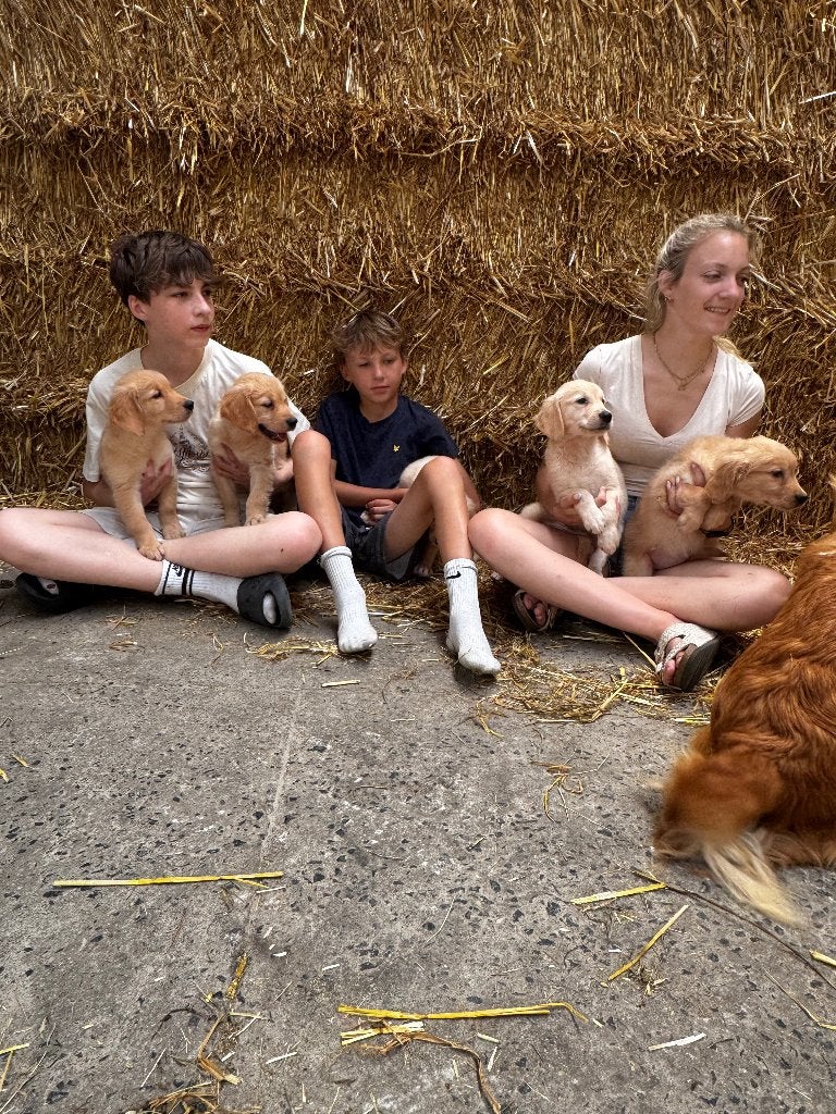 Prachtige golden retriever pups, Animaux & Accessoires, Chiens | Retrievers, Épagneuls & Chiens d'eau, Plusieurs animaux, Golden retriever