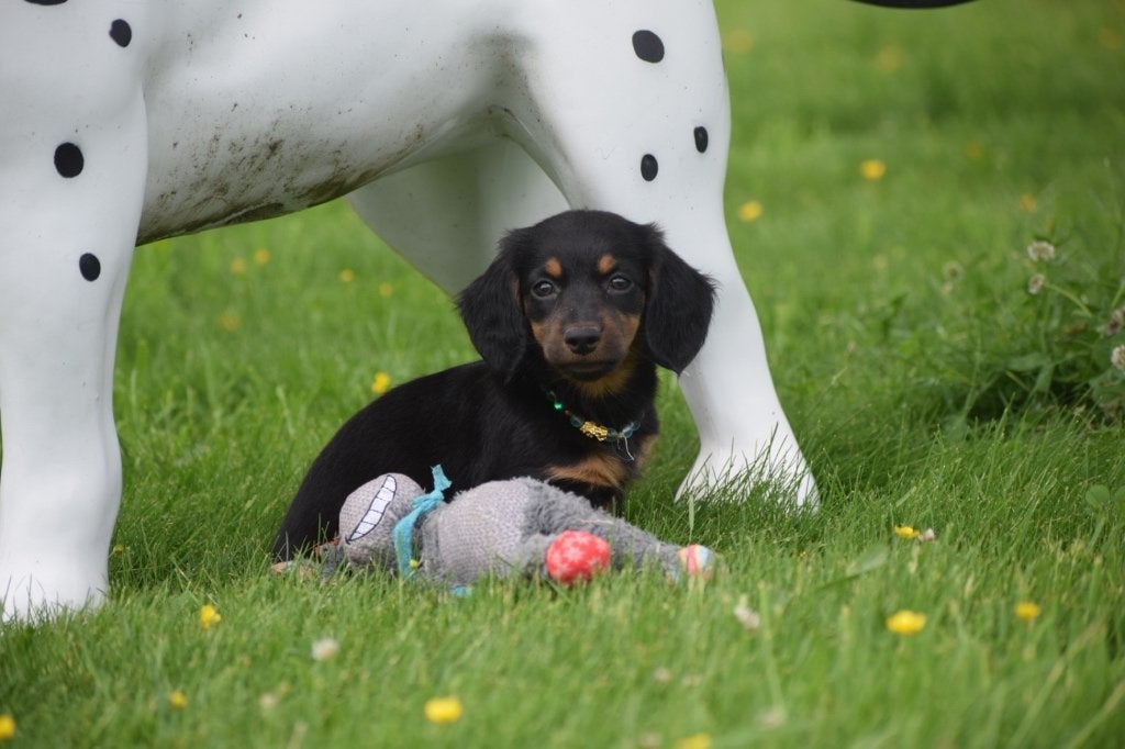 Chiots teckel, Poils longs, Plusieurs, Nain, Belgique