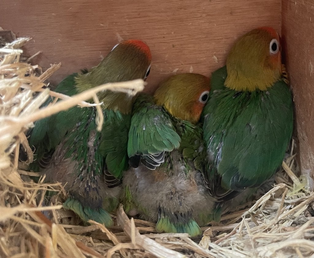 Babyparkietjes voor handopfok, Meerdere dieren, Dwergpapegaai of Agapornis, Geringd