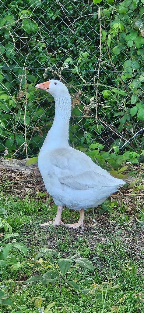 gratis vrouwelijke gans, Dieren en Toebehoren, Pluimvee, Vrouwelijk, Gans of Zwaan