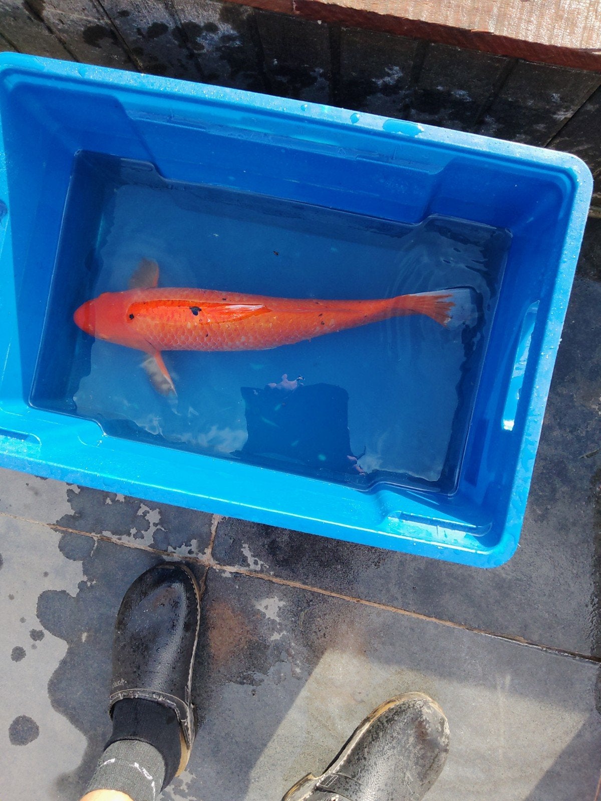 koi, Karper of Koi