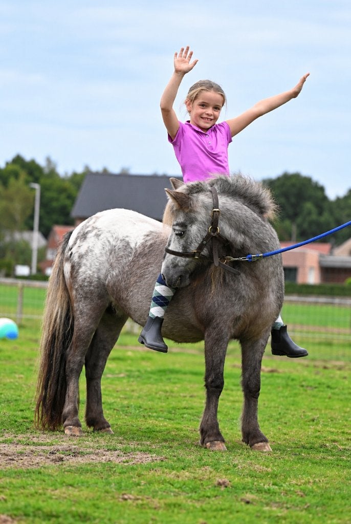 Minipaardjes, NMPRS, AMHA, NAS, Dieren en Toebehoren, Met stamboom, Niet van toepassing, 0 tot 2 jaar, Hengst