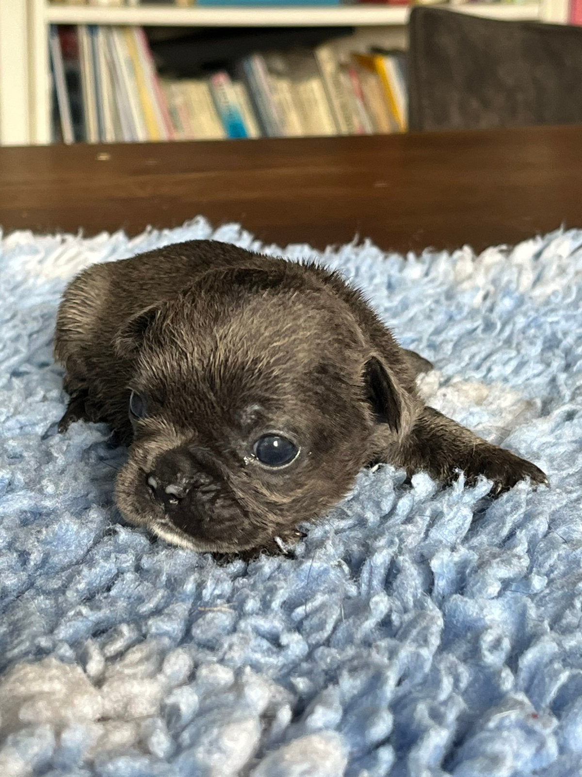Franse Bulldog pups goed opgevoed, Dieren en Toebehoren, België, CDV (hondenziekte), 8 tot 15 weken, Bulldog
