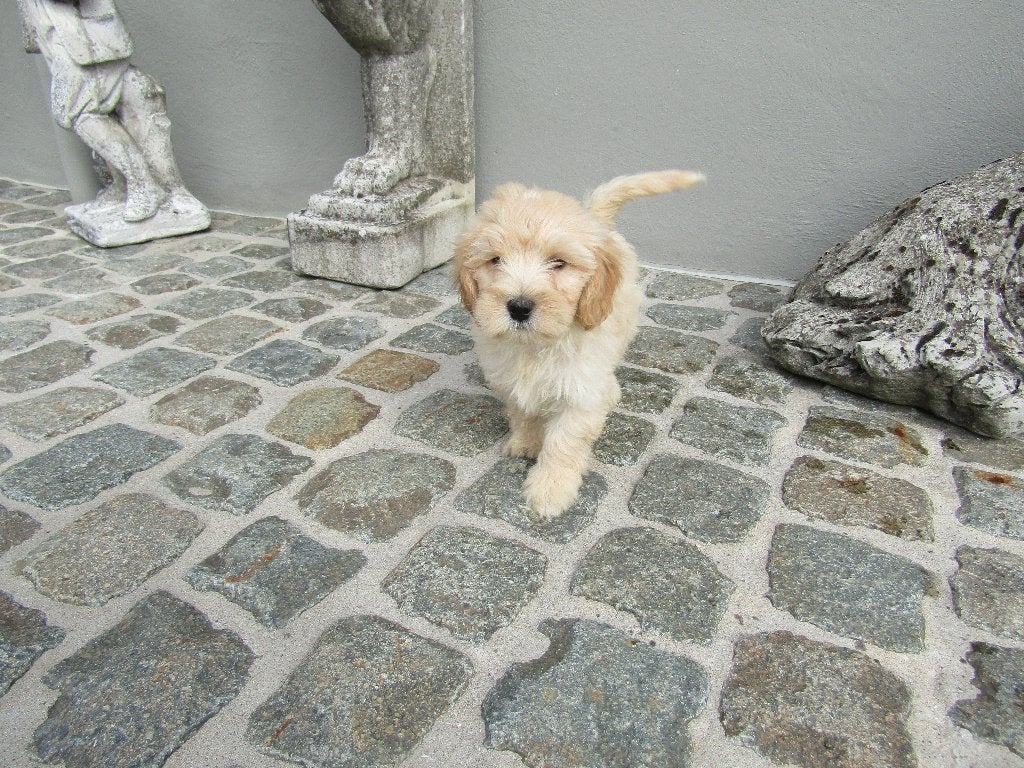 Maltipoo puppy's, Dieren en Toebehoren, Honden | Niet-rashonden, België, Reu, CDV (hondenziekte), 8 tot 15 weken