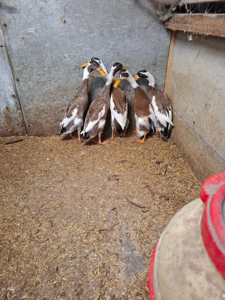 Loopeenden reebond, Dieren en Toebehoren