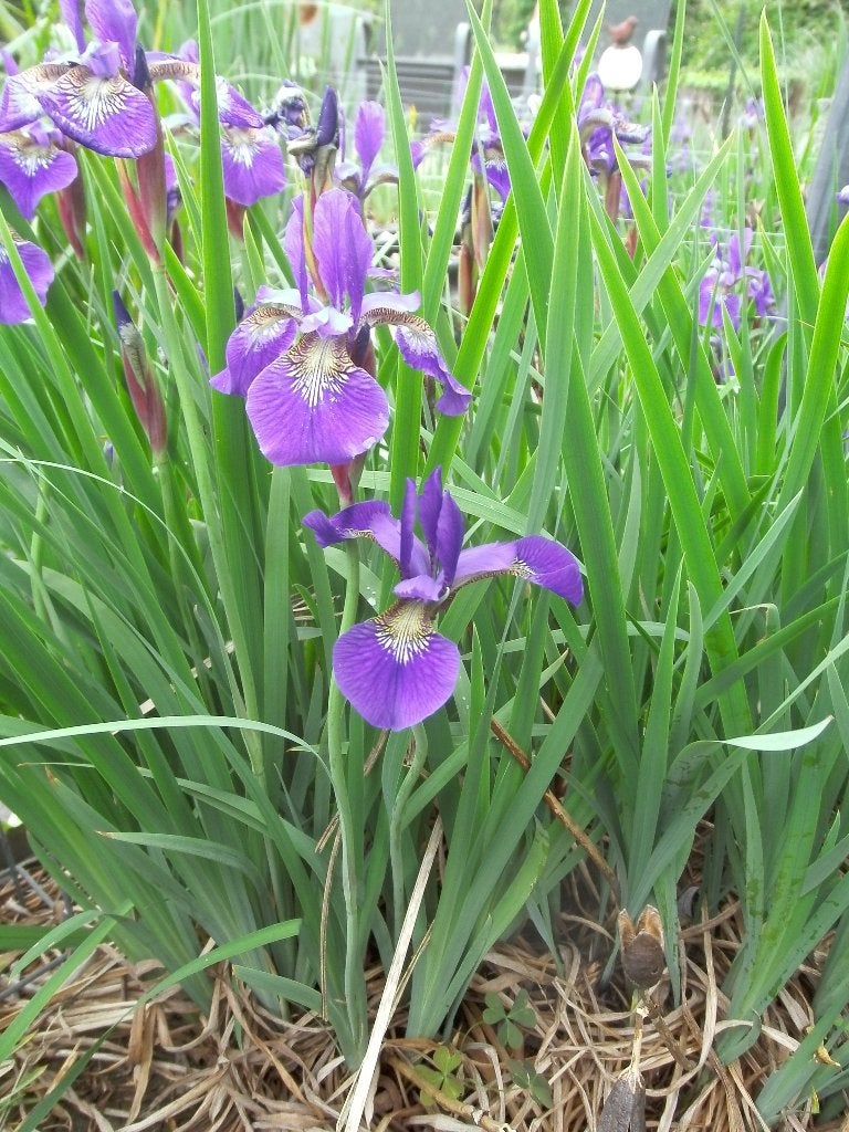 Blauwe lis, Ophalen, Nieuw