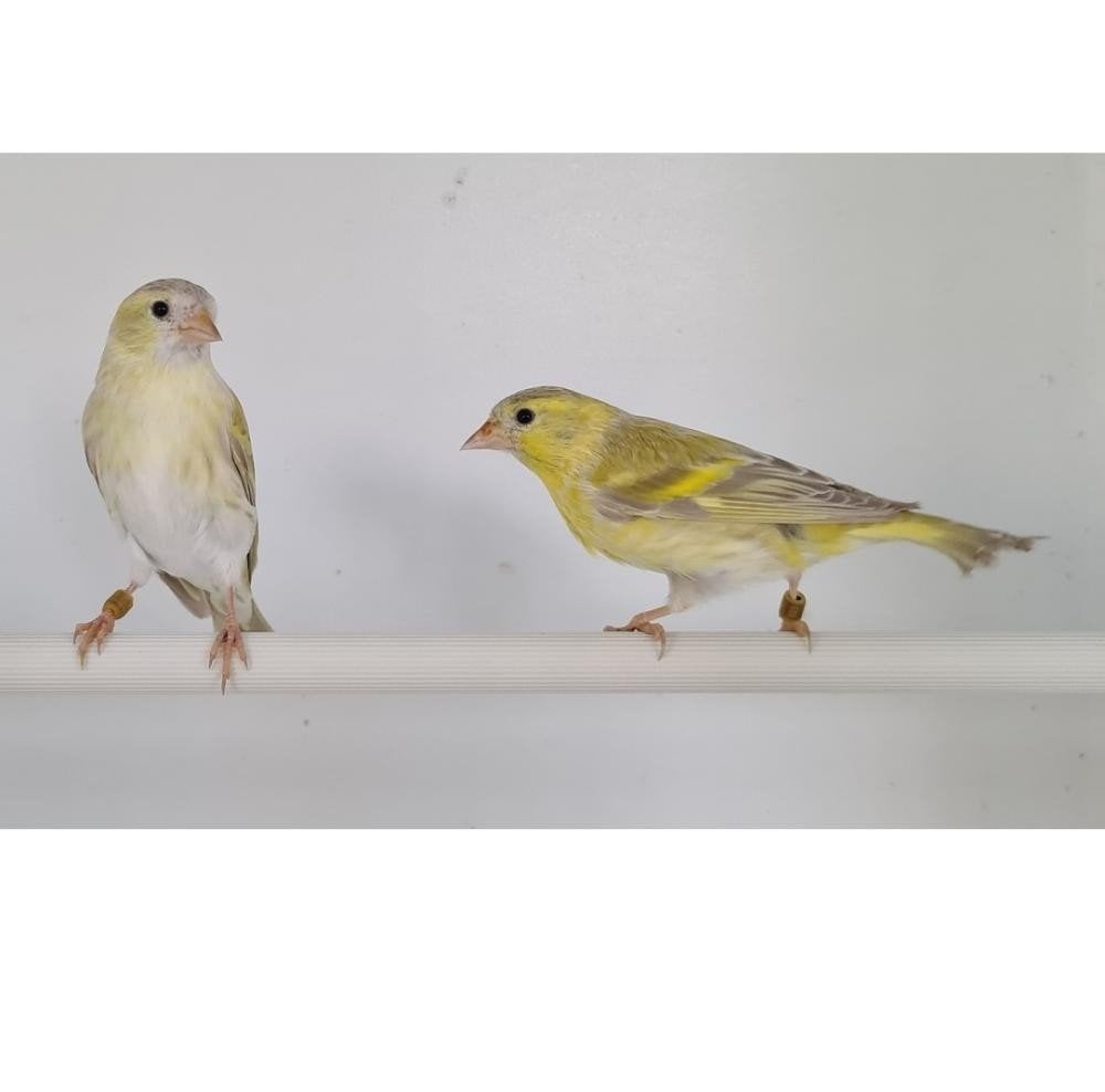zeer mooi koppel Tsjechies geel dominand isabel  Broedrijp, Dieren en Toebehoren, Vogels | Overige Vogels, Meerdere dieren, Wildzangvogel