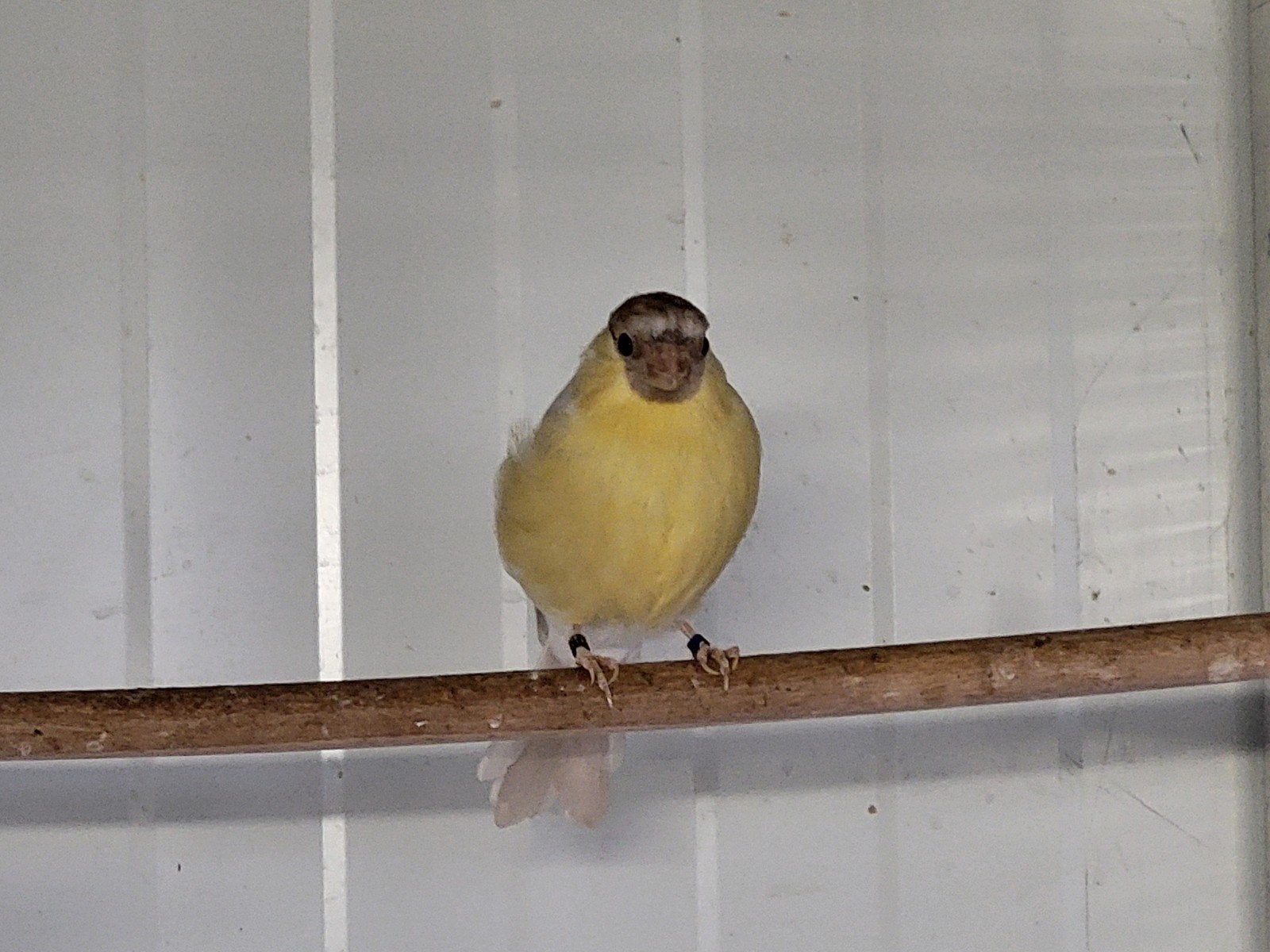 bruinpastel gele bewezen goudvinkman 2024, Dieren en Toebehoren, Mannelijk, Wildzangvogel, Geringd