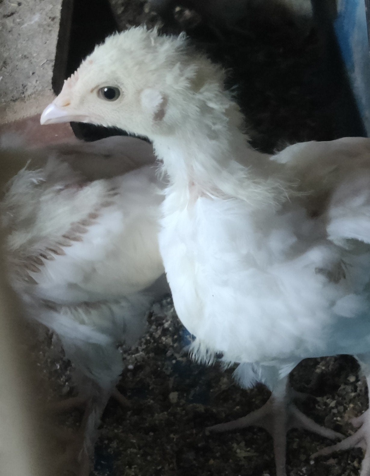Cream legbar kuikens