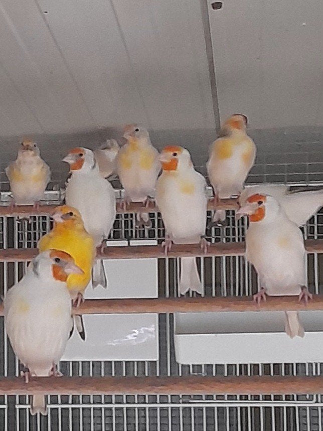 Majoor putters, Dieren en Toebehoren
