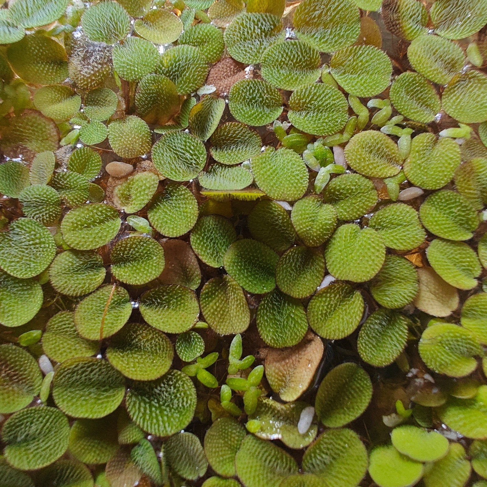 Bakje drijfplantjes - Salvinia Minima, Dieren en Toebehoren, Ophalen, Nieuw, Plant(en), Steen of Hout