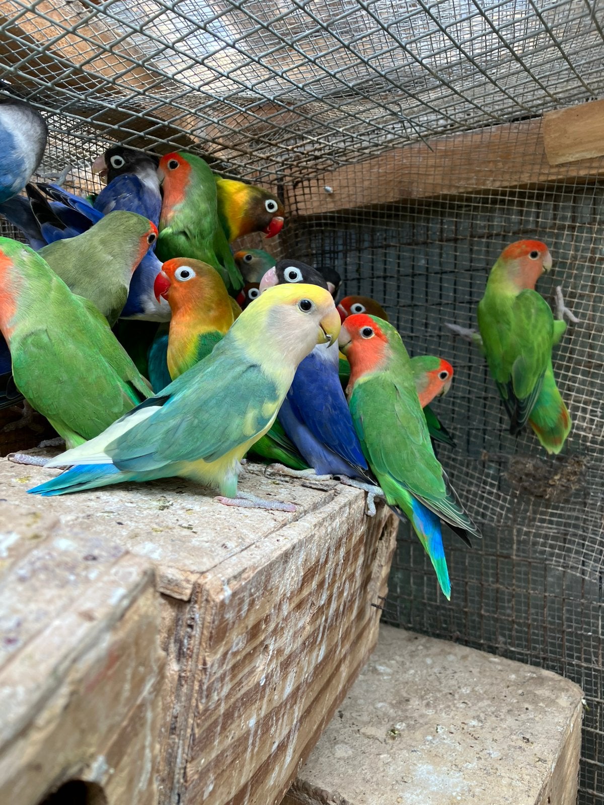 DIVERSE KLEUREN DWERGPAPEGAAIKES VANAF 55 EURO/KOPPEL, Dieren en Toebehoren, Meerdere dieren, Dwergpapegaai of Agapornis