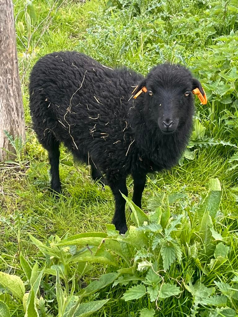 Quessant ooilam te koop, Dieren en Toebehoren, Schapen, Geiten en Varkens, Vrouwelijk, Schaap, 0 tot 2 jaar