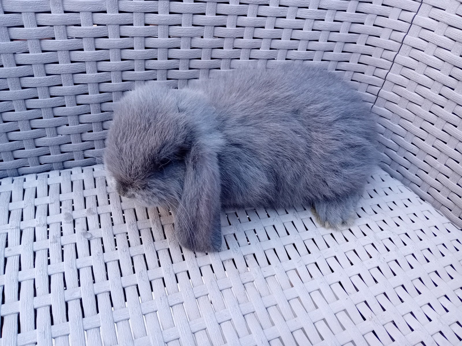 Grijs frans hangoor voedster, Dieren en Toebehoren, Konijnen, Vrouwelijk, Groot, Hangoor, 0 tot 2 jaar