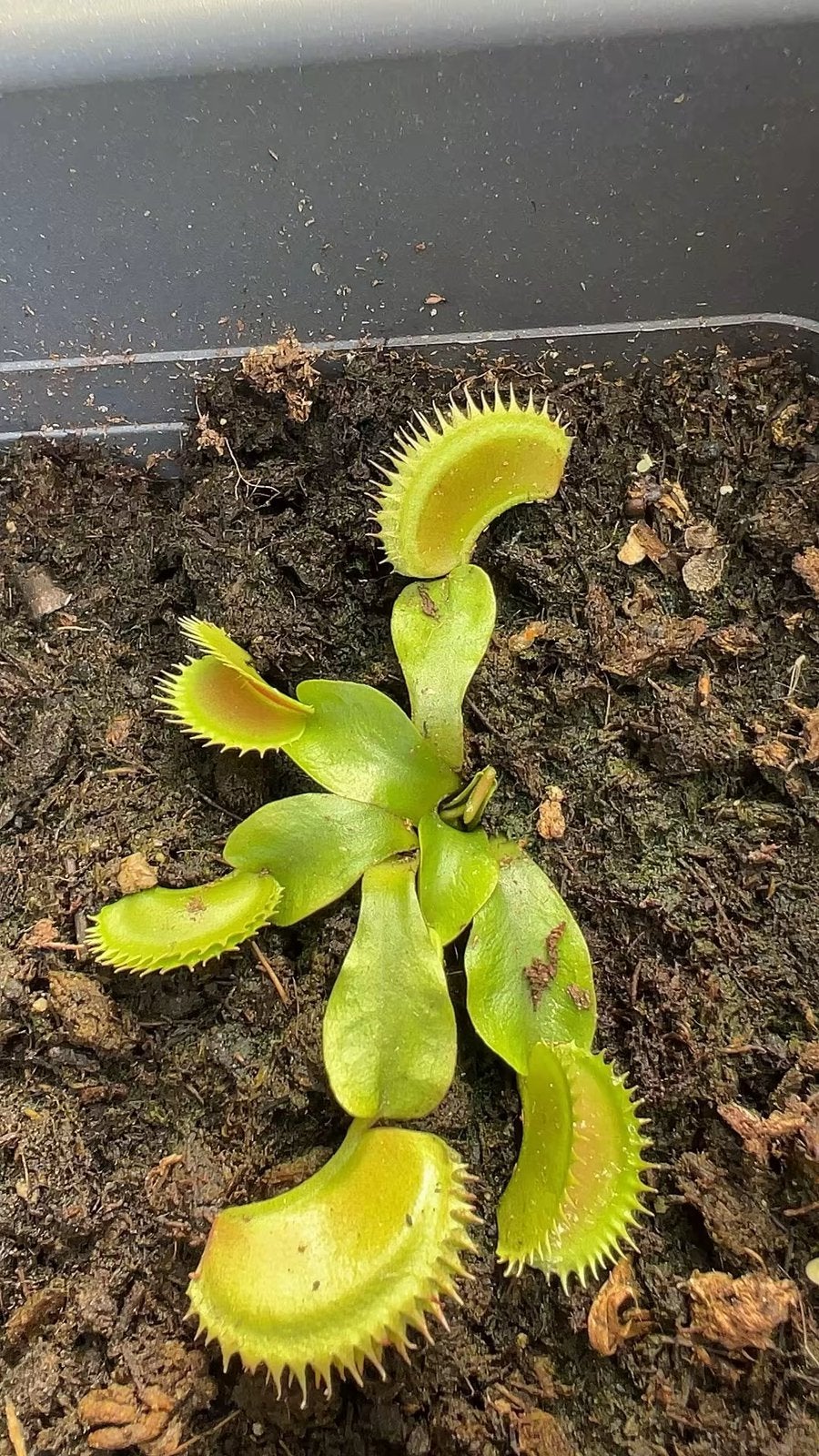 Vleesetende plant – Dionaea muscipula ‘Green Sawtooth’, Tuin en Terras, Ophalen of Verzenden