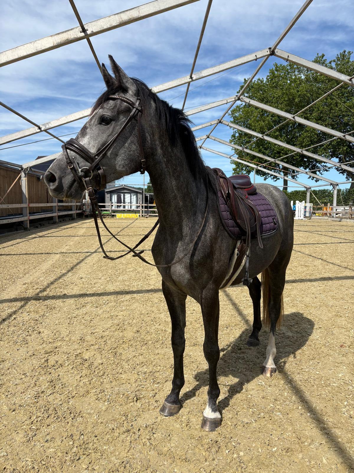 3jarige bwp springmerrie, Animaux & Accessoires, Chevaux, Jument, Débourré
