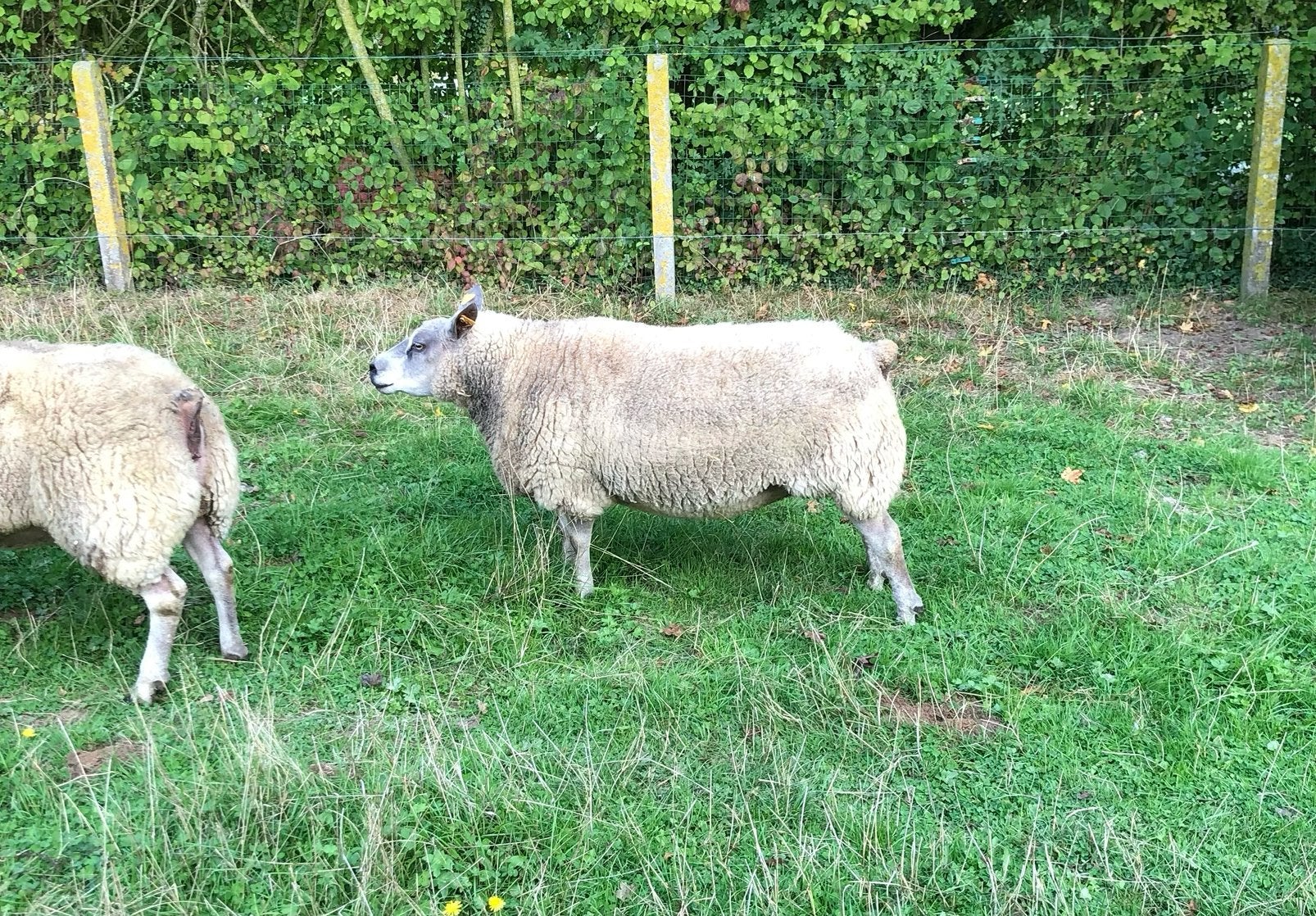 Zware ooien, Dieren en Toebehoren, Vrouwelijk, Schaap, 3 tot 5 jaar