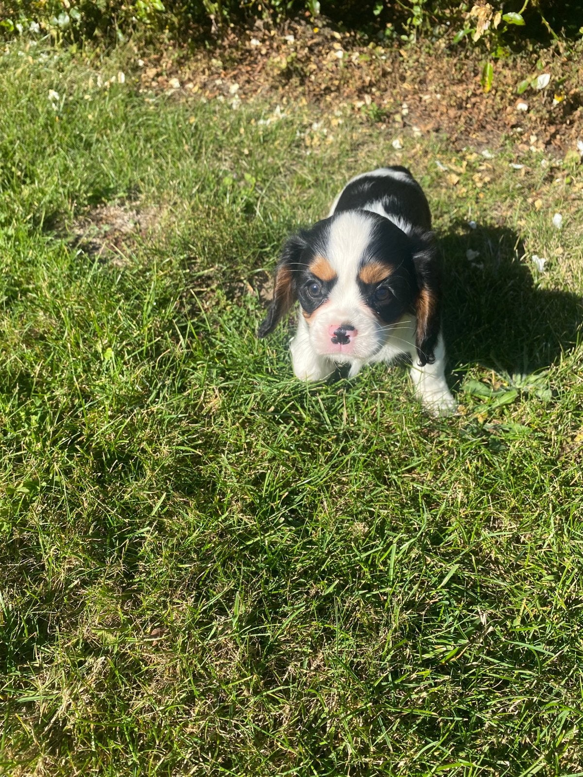 Cavalier King Charles Spaniël pup/puppy/pupje, België, Overige rassen, CDV (hondenziekte), 8 tot 15 weken