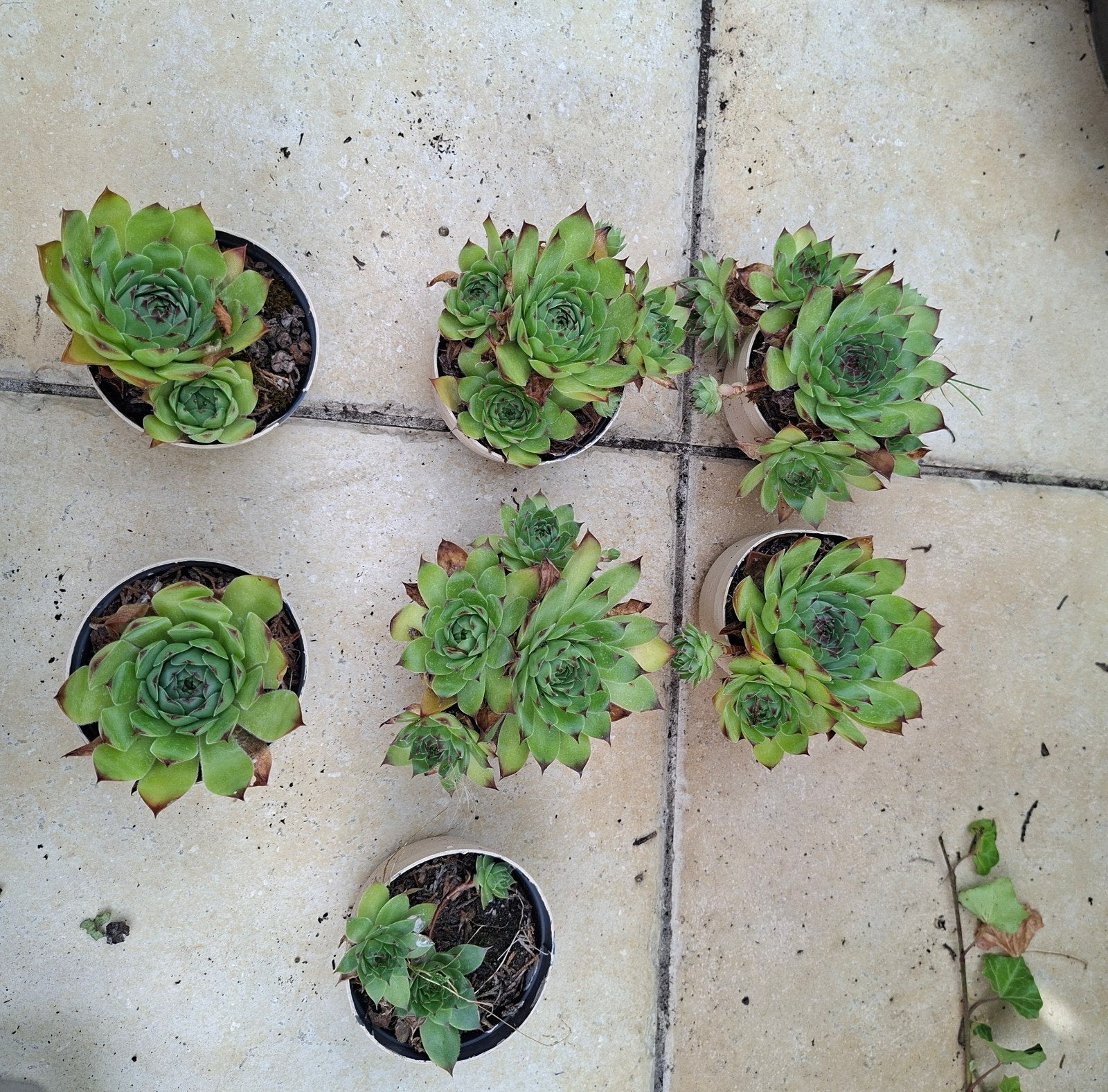 Semperium ( huislook), Tuin en Terras, Planten | Tuinplanten, Ophalen