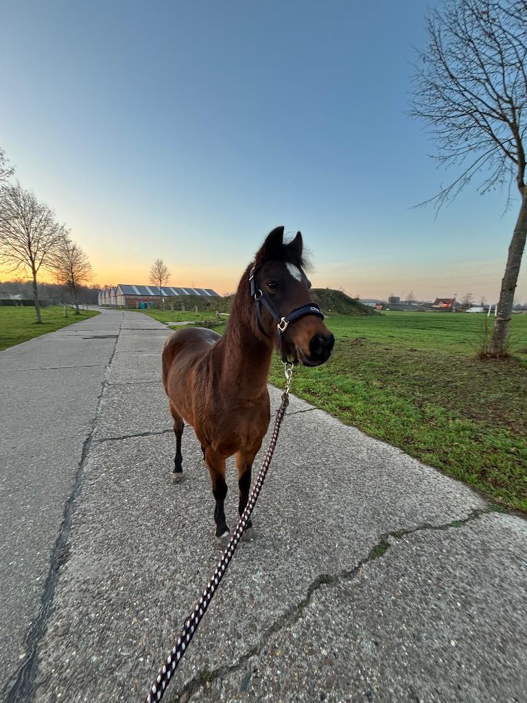 Halvestal gezocht, Dieren en Toebehoren, Merrie, Niet van toepassing, B pony (1.17m tot 1.27m), 11 jaar of ouder