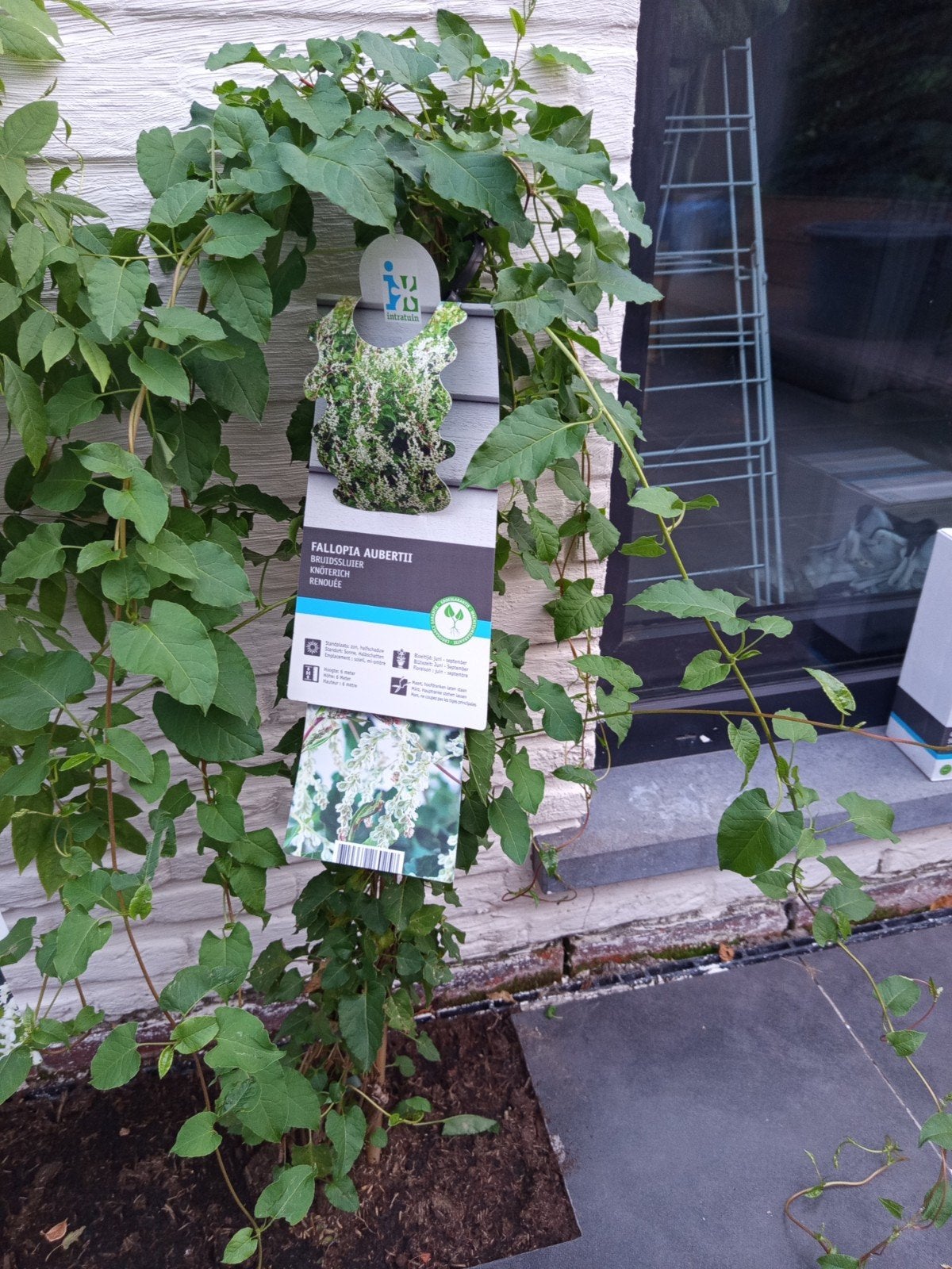 Fallopia Aubertii - Bruidssluier klimplant 80 cm hoog, Ophalen