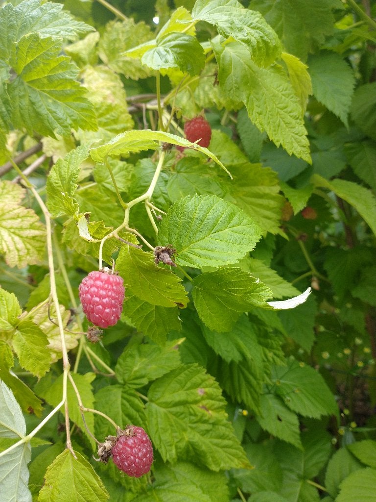 Framboos, Lekker, gezond, bio met excellente eco-score, Enlèvement, Autres espèces, Arbuste, 100 à 250 cm