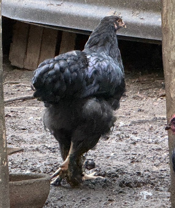 Jonge zwarte brahma haan, weg wegens teveel haantjes, Dieren en Toebehoren