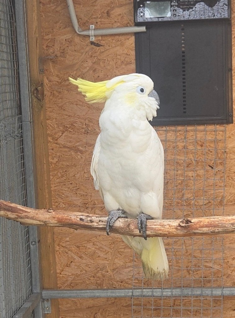 Cacatoes a HUPPE jaune Male il n'est pas déplumer !!, Mannelijk, Papegaai, Geringd