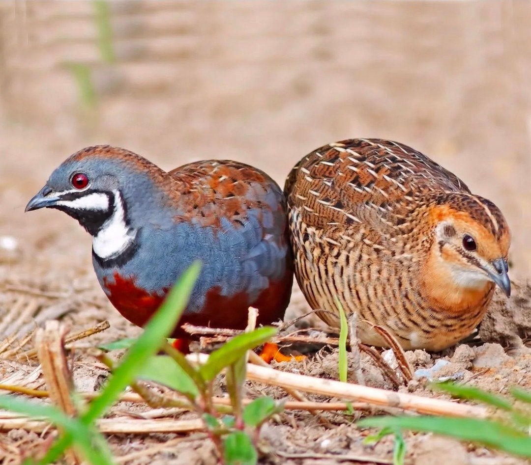 zuiver wildkleur chinese dwergkwartels, Dieren en Toebehoren, Vogels | Overige Vogels, Meerdere dieren