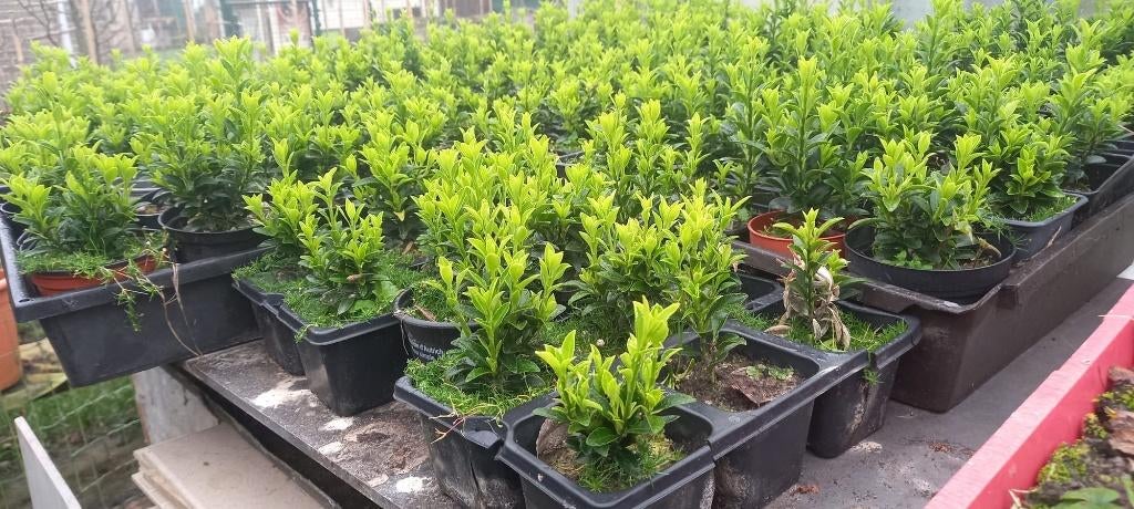 planten, Tuin en Terras, Ophalen