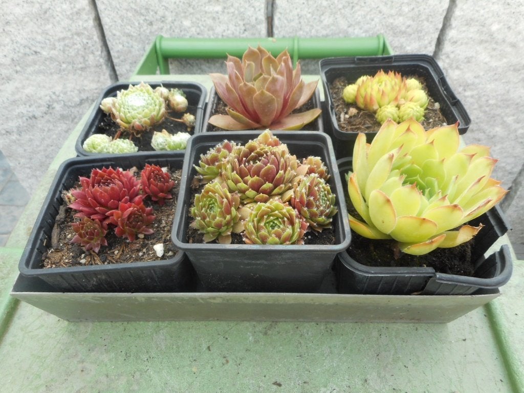 PLANTES, Jardin & Terrasse, Plantes | Jardin, Plein soleil, Été, Plante fixe, Enlèvement ou Envoi