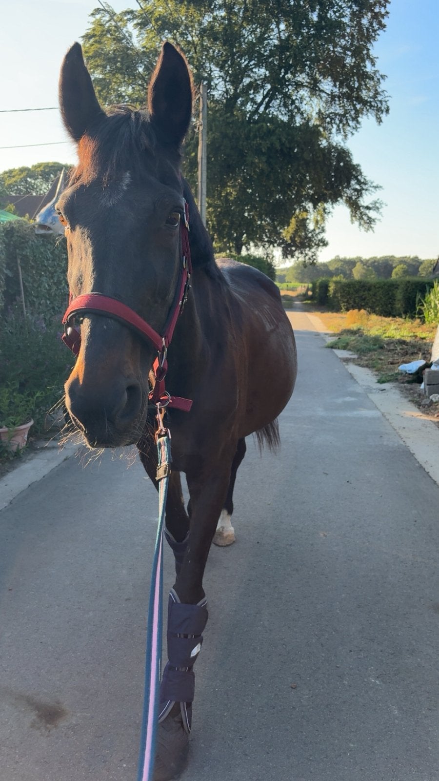 Halve stal paard aangeboden, Dieren en Toebehoren, Merrie