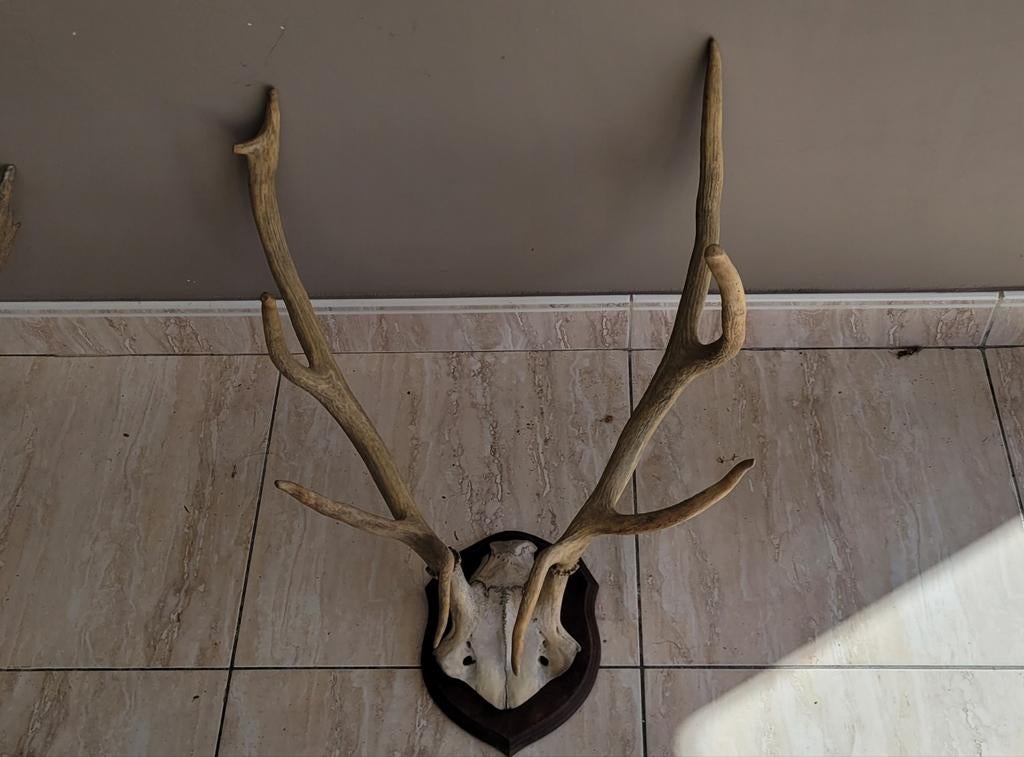 Gewei hert taxidermie, Huis en Inrichting, Ophalen