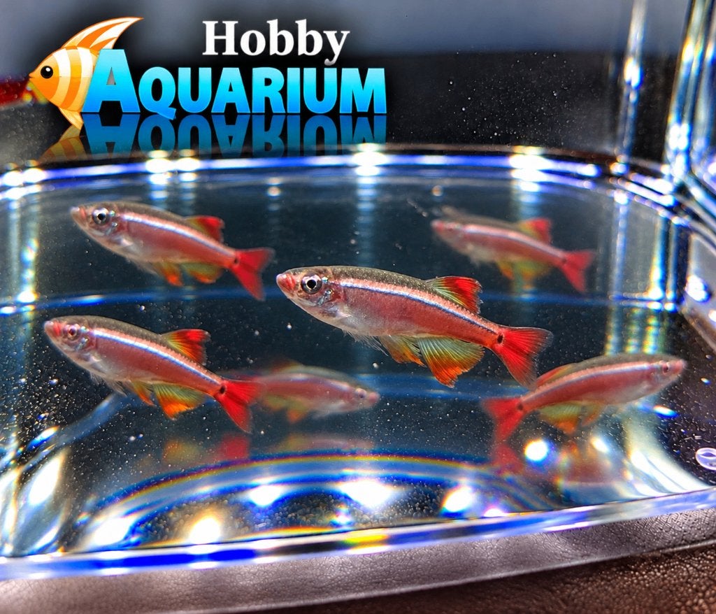 Chinese Danio Longfin / Tanichthys Albonubes Longfin, Dieren en Toebehoren, Vis, Zoetwatervis, Schoolvis